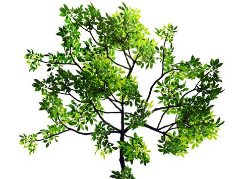 Green Leaves Tree Branch Png Stock Image Isolated Objects Textures