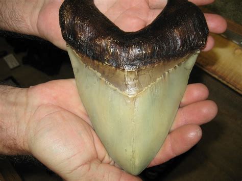 Giant Fossil Megalodon Shark Tooth Backside Of A Fossil Sh Flickr