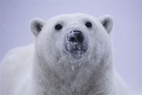 Polar Bear Portrait Polar Bear Bear Polar