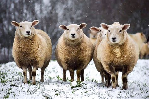 Sheep In Snow Stock Photo Download Image Now Istock