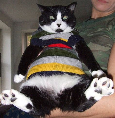18 Adorable Cats In Sweaters Cuteness