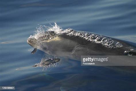 Dolphin Breath Photos And Premium High Res Pictures Getty Images