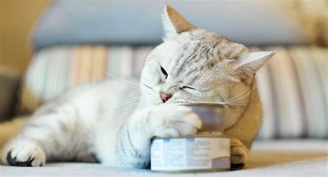 Whether you choose to give your cat wet food or dry kibble, it's important to consider the ingredients and quality of the food to make sure it's suited for your animal's individual needs. Best Canned Kitten Food For Your Tiny New Friend
