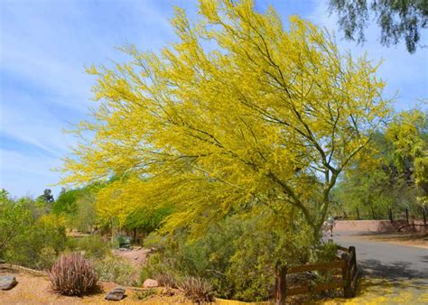 Parkinsonia Florida Blue Paloverde