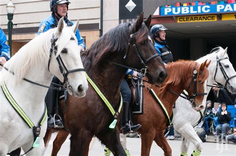 Lexington Mounted Police Unit adds two new Horses - Hamburg Journal