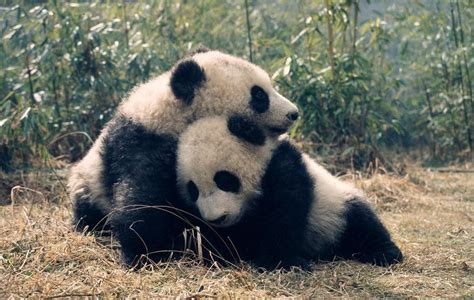 Giant Panda No Longer Endangered Wwf19