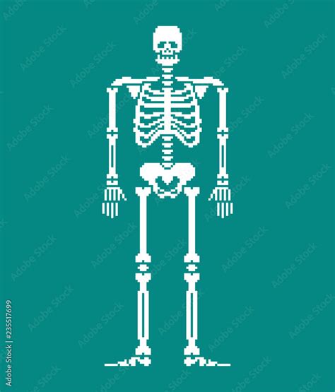 Skeleton Pixel Art Skull And Bones Anatomy 8 Bit Pixelate Pelvic Bone