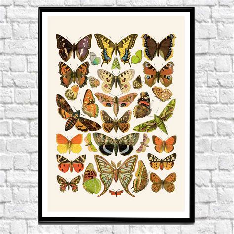 Botanical Butterfly Illustrations Butterfly Prints Butterfly Poster