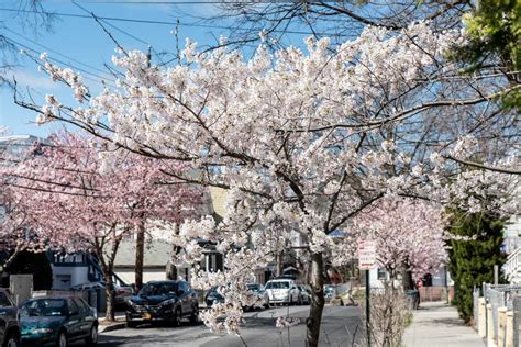 2018 Spring Blossoms Depeyster St Sleepy Hollow Ny