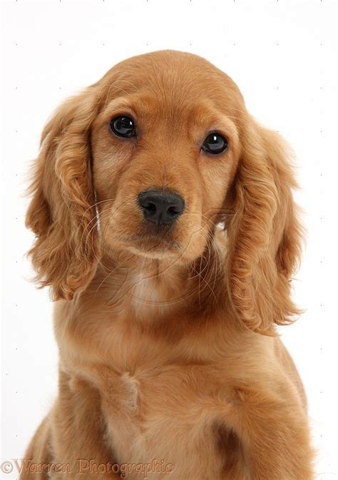 We would like to show you a description here but the site won't allow us. Golden-Cocker-Spaniel-puppy- | Cocker spaniel puppies ...