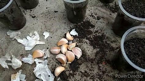 Pastikan bahwa bagian akar mengarah menanam tanaman bisa dilakukan dengan cara memanfaatkan botol bekas untuk menanam bawang merah. Cara Menanam Bawang dalam Botol Plastik, Simple... - YouTube