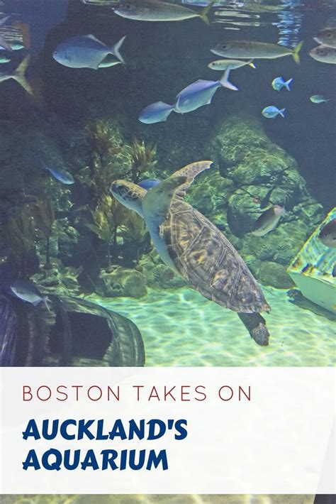 27 favorite 'shark tank' products at amazon — new list]. Boston Takes On Auckland's Aquarium (With images) | New ...