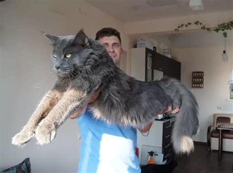Picture taken when he was almost 7 months old. Maine Coon weights by month (37 photos): a table with an ...
