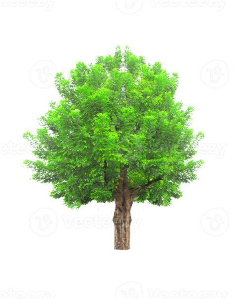 Isolated Tree On Transparent Background 15674984 Png