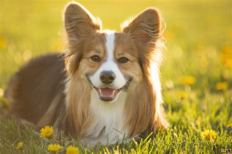 Fetch our super fluffy corgi collection! 7 Quirky Qualities of the Classic Corgi - Animalso