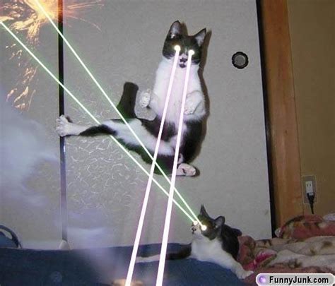Laser Cats Destroy Then With Lazers Funny Animals Funny Animal