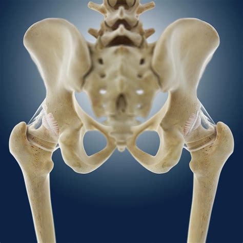 Human Hip Bone Anatomy Hip Joint Anatomy Image Photo Free Trial