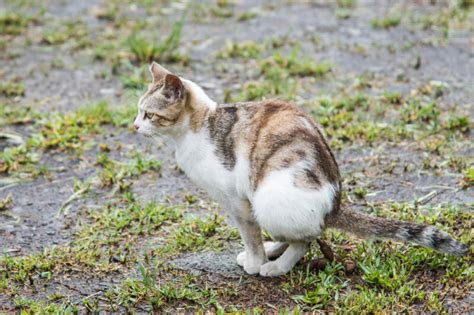 Blood In Cat Poop Treatments And Causes Petsoid