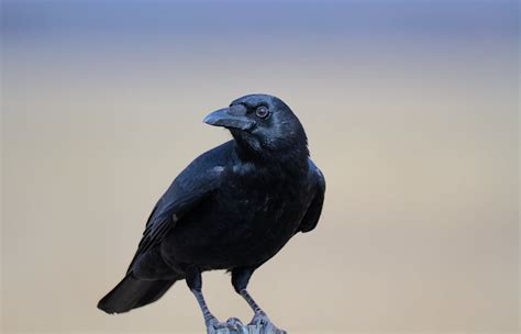 American Crow Corvus Brachyrhynchos Matagorda County Te Flickr