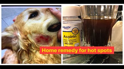 Home Remedy For Hot Spots On Dogs Do Not Needed Help From The Vets