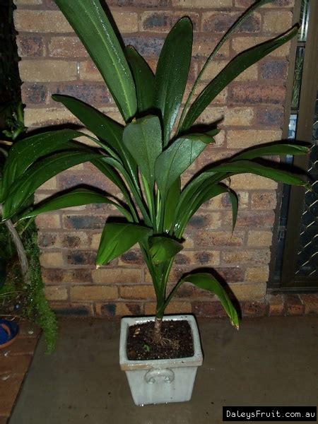 Cordyline Petiolaris Broad Leaved Palm Lily Tree