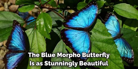Blue Morpho Spiritual Meaning Symbolism And Totem 2023