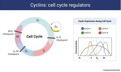 Cell Cycle Phases Diagram Stage And Checkpoints