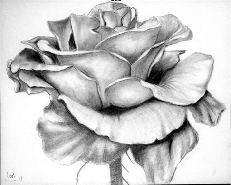 Rose Pencil Drawing By Leo 2010 On Deviantart