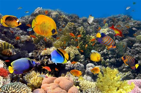 Top 20 Fascinating Coral Reef Facts You Should Know