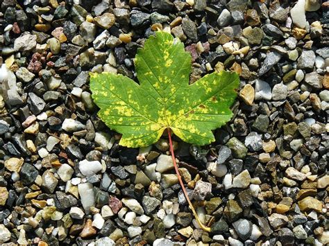 Autumn Maple Leaf On Stones Closeup Free Image Download