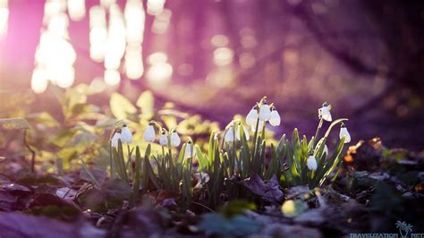 Early Spring Hd Wallpaper 50 Images
