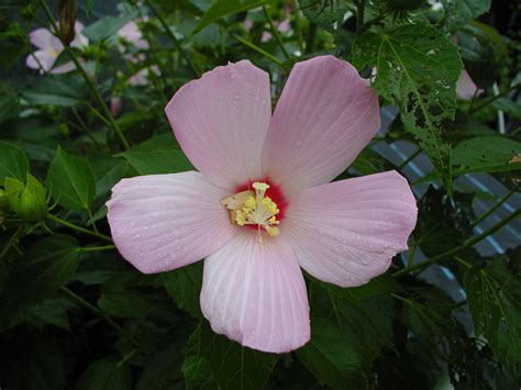 Hibiscus Moscheutos ‘moscheutos Rachels Native Plants