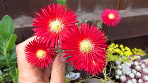My Lampranthus Red Succulent Plant With Beautiful Flowers Youtube