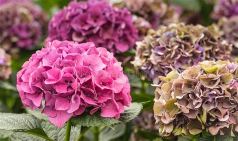 Colorful Hydrangea Flower Heads In A Nursery Stock Image Image Of