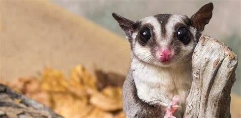 Guide care sheet a list of the supplies necessary to care for your pet sugar glider. A rare discovery: We found the sugar glider is actually ...