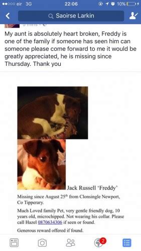 Jack Russell Lost Newport Tipperary Munster Lost And Found Pet