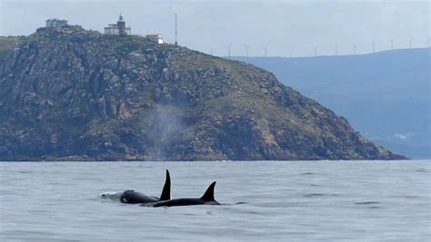 Discover these beautiful gentle giants with us ! Orcas y peces limón: Estos son los nuevos habitantes de ...