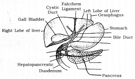 Two diagrams of liver structure removed for copyright reasons. Draw a labelled diagram of location of liver, pancreas and ...