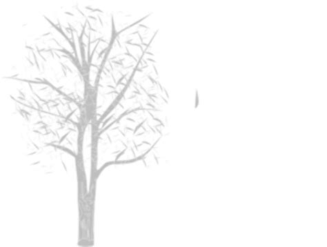 Download High Quality Tree Clipart Birch Transparent Png Images Art