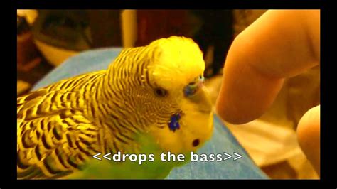 Talking Parakeet Budgie Talks Nonstop [captioned] Youtube