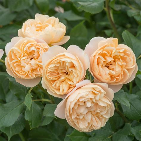 David Austin Introduces More Beautiful Roses
