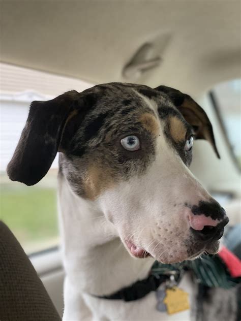 Catahoula Leopard Puppies For Sale | Charlotte, NC #337022