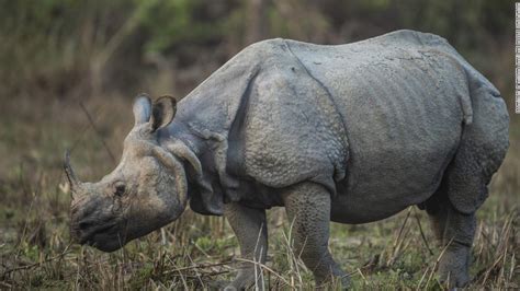 Nepals Rhino Population Grows To Highest In Decades As Pandemic Pauses