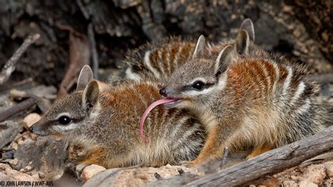 Numbats Eat Termites With Their Long Sticky Tongues Australia