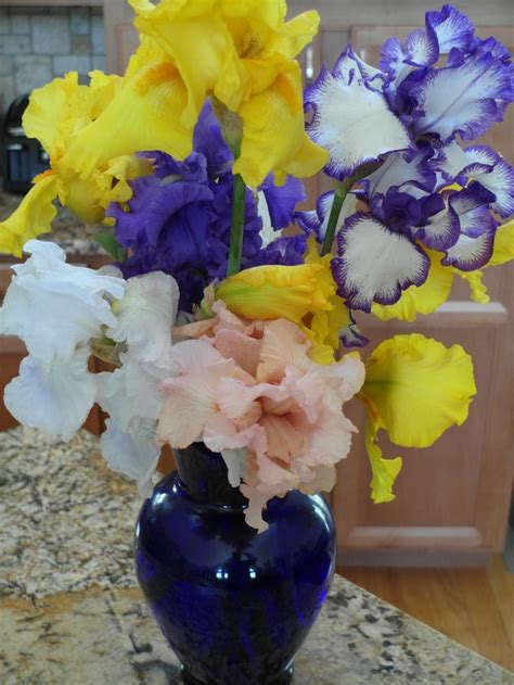This Years First Iris Bouquet From The Garden Photo By Ben Barrett