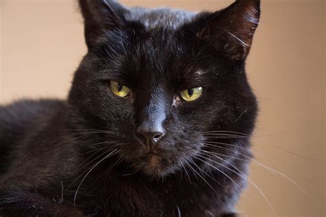 Free Photo Black Cat Cat Domestic Cat Free Image On Pixabay 1332741