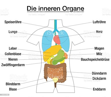 Eierstockentwicklung im lebenszyklus der arbeitsbiene. Innere Organe Schematischen Diagramm Mit Farbigen Organe ...