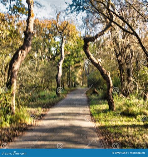 Big Oak Trees Along Path Or Trail In Dunes Forest Stock Image Image