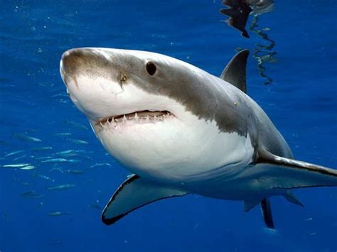 10 Most Dangerous Sea Creatures