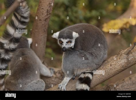 Lemur Lemuroidea Es Endémica De Madagascar Y Se Encuentra La Escalada